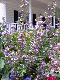 How to grow malva zebrina. Plantfiles Pictures Malva Mallow French Hollyhock Zebrina Malva Sylvestris By Poppysue