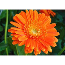 Calendula Seeds Flower Garden Plants Flower Seeds Planting Flowers