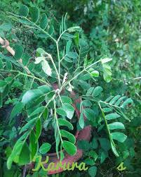 Image result for Suregada procera