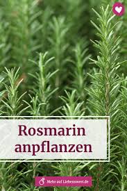 Der Mediterrane Rosmarin Ist Mit Seinem Wurzigen Aroma Eine Beliebte Pflanze In Heimischen Krautergarten Wie Du Rosmarin Richtig Anpf