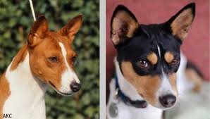 Big dogs with pointy ears. Ilmu Pengetahuan 2 Basenji Dog Breeds Big Ears