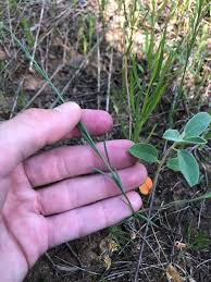 Image result for Limeum sulcatum