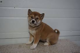Review how much shiba inu puppies for sale sell for below. Wisconsin Shiba Inu Puppy For Sale In New York