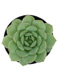 Image result for Criscianthus