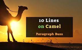The very first thing that will come to our mind when we hear the word camel is a hot desert and a few villagers who are riding the set 1 is helpful for students of classes 1, 2, 3, 4 and 5. 10 Lines On Camel In English For Children And Students