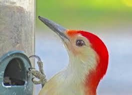 Spotted Bird With Red Patch On Back Of Head Red Bellied Woodpecker Woodpecker Beautiful Birds All Birds