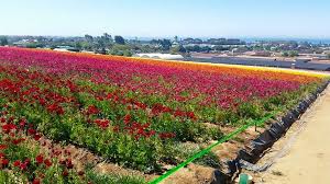 Want to upgrade your listing? Flower Fields Of San Diego La Jolla Ca Trekking California