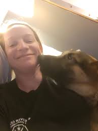 German Shepherd Lab mix puppy and husky accidents