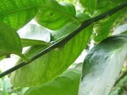 Image result for Citrus × aurantiifolia