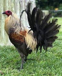 The author works at company w foundry. Blue Grey Rooster Breeds Chickens And Roosters Chickens Backyard