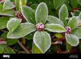 Image result for Rutaceae