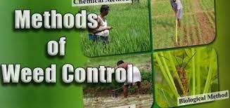 Insects and mites often are associated with specific plants, and they follow certain development and behavior patterns as the season progresses. Biological Pest Control Uses Advantages And Disadvantages Science Online