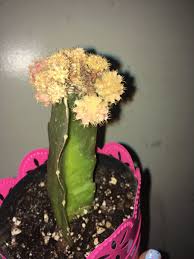 How do i know if i need a test? Is My Moon Cactus Dying Help Gardening Forums
