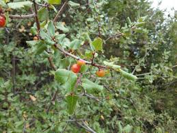 Image result for Rinorea ilicifolia