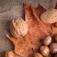 Nature Spotting: Berries, Nuts & Autumn Leaves event image