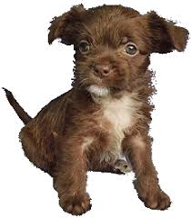 The shih tzu chihuahua mix has average needs as far as exercise is concerned. Shih Tzu Vs Chihuahua Breed Comparison