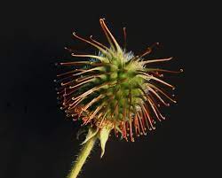 What's the best way to remove burrs from hair? Bur Wikipedia