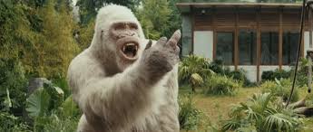 He really does look a bit cheesed off, pitchford told the bristol post. Best Monkey Middle Finger Gifs Gfycat
