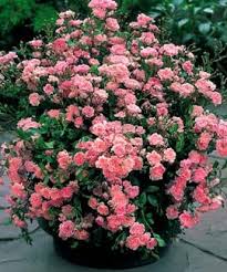Pin On Heirloom Roses