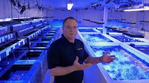 From sustainably raised freshwater and saltwater fish, plants, invertebrates, corals, and reef rock to premium aquarium supplies, food. Liveaquaria Under New Ownership Following Sale By Petco Reef Builders The Reef And Saltwater Aquarium Blog