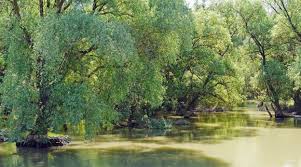 A) o operatiune de comando. Sfaturi De Care SÄƒ È›ii Cont DacÄƒ Vrei SÄƒ Ai Parte De O VacanÈ›Äƒ MinunatÄƒ In Delta DunÄƒrii Noutati Din Green Village Sfaturi È™i Idei Pentru Un Sejur In Delta DunÄƒrii