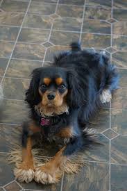 Black And Tan Cavalier King Charles Puppy Source By Jsmith0527 The Post Appeared First On Dogs And Diana In 2020 King Charles Spaniel Charles Spaniel King Charles Cavalier Spaniel Puppy