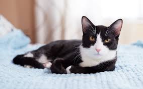 Are you looking for unique cat names? 50 Perfect Black And White Cat Names For Your Two Toned Kitty Better Homes Gardens