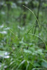 Image result for Rhynchospora gracillima
