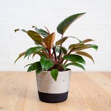 We did not find results for: Philodendron Congo Rojo Plantify Urban Plantery