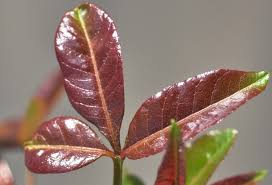 Image result for Ficus chirindensis