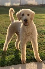 So, in some cases, shorter or longer than the standard labradoodle, but you can expect roughly the same time span. Labradoodle Size Full Grown How Big Do Labradoodles Get Teacup Toy Mini Medium Standard