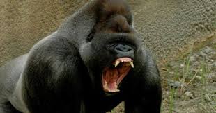 Eastern Lowland Gorilla Wildlife The Wildlife Silverback Gorilla Eastern Lowland Gorilla Gorilla