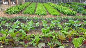 My Garden Pays My Bills 3 Year Anniversary Tour In 2020 Urban Farming Gardening Market Garden Farm Gardens