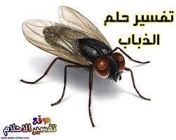 الحشرات في المنام