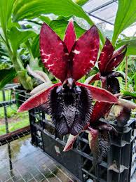 Image result for Calyptrochilum