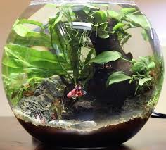 However, there's a lot of bad information available online, stating they can live in small bowls and tanks. Betta Bowl Setup Step By Step With Live Plants Zenaquaria