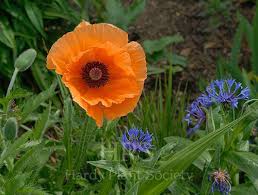 Image result for Vernonia centaureoides