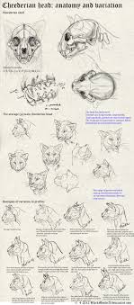 Cheederian Head Anatomy By Blackmystica On Deviantart Cat Anatomy Feline Anatomy Anatomy Drawing