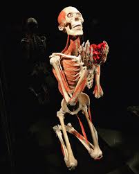 Maybe you would like to learn more about one of these? Lewis Asquith Ù¹ÙˆØ¦Ù¹Ø± Ù¾Ø± Fascinating Exhibition Of Real Human Bodies By Dr Gunther Von Hagans Today At Bodyworldsvital Muscles Organs Human Body Skeleton Anatomy Science Https T Co Jq5akcti2w