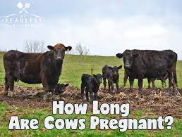 This helps the breeders to prepare when the time approaches and the cows are about to give birth. How Long Are Cows Pregnant My Fearless Kitchen