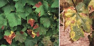 Image result for Pseudopeziza tracheiphila