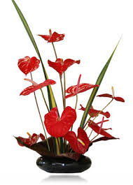 We did not find results for: Tropical Flowers Hawaiian Leis Flowers Alika S Big Island Tropical Flower Farms