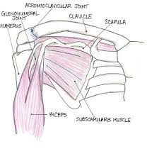 The common extensor tendon is a tendon that attaches to the lateral epicondyle of the humerus. How To Diagnose Shoulder Injuries In Young Athletes