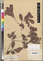 Image result for Grewia trichocarpa