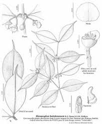 Image result for Dewevrella cochliostema