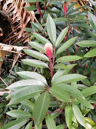 Image result for Cunonia capensis