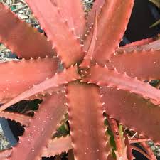 Open to the public and wholesale. Serra Gardens Landscape Succulents 39 Photos 18 Reviews Nurseries Gardening 897 Quail Hill Rd Fallbrook Ca United States Phone Number Yelp