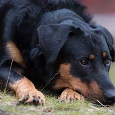 Because this was going to be my first show dog, i asked angie to choose a pup she felt would best suit me. Beauceron Full Profile History And Care