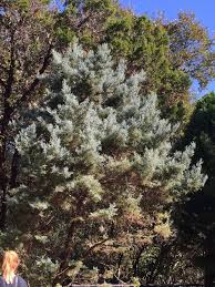 Image result for Cupressus arizonica