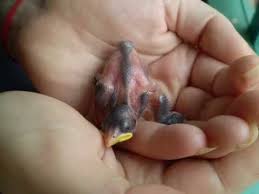 spoggy the sparrow raising a 1 day old baby bird so cute show 1